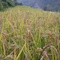 Prepare to Harvest |Online Kurs