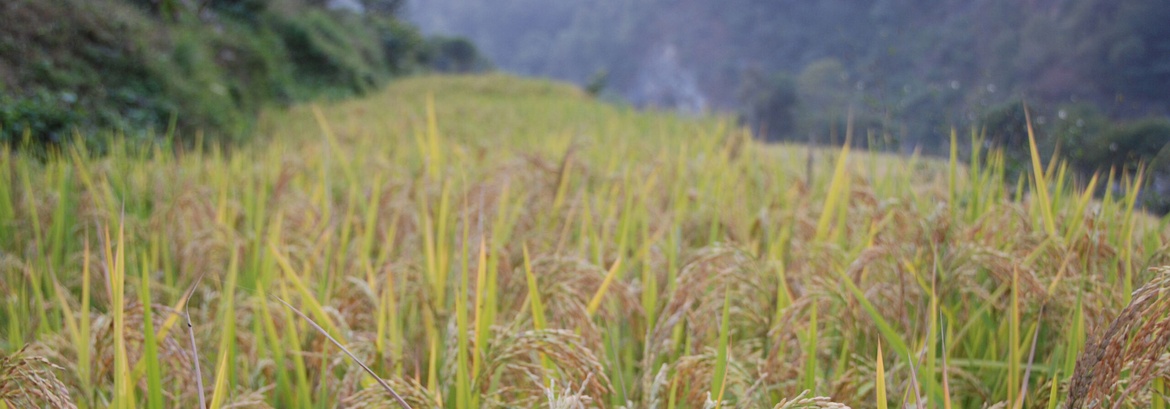 Prepare to Harvest  Kurs 2